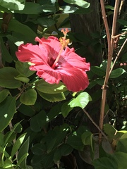 Hibiscus rosa-sinensis