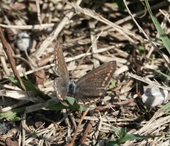 Polyommatus icarus