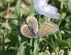 Polyommatus icarus