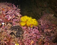 Tubastraea coccinea