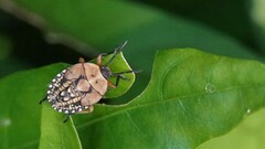 Cyclopelta siccifolia