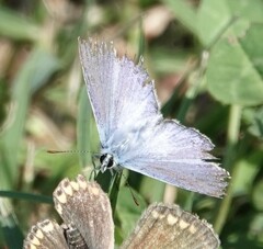 Polyommatus icarus