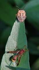 Cyclopelta siccifolia