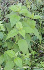 Helianthus tuberosus