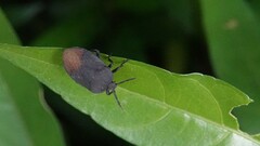 Cyclopelta siccifolia