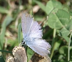 Polyommatus icarus