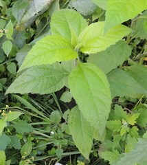 Helianthus tuberosus
