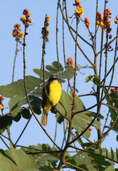 Myiozetetes granadensis