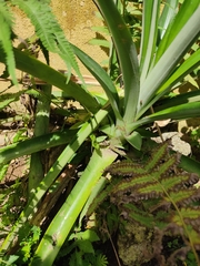 Ananas comosus