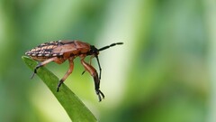 Cyclopelta siccifolia