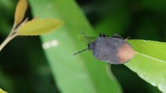Cyclopelta siccifolia