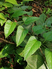 Cissus