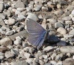 Polyommatus icarus
