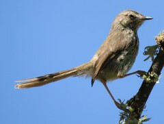 Prinia maculosa maculosa