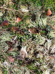 Cladonia scabriuscula