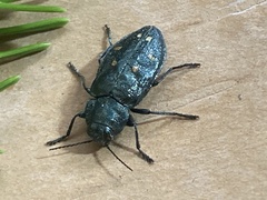 Phaenops abies