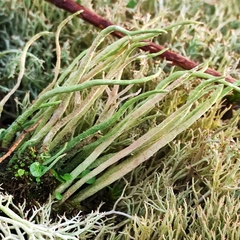 Cladonia scabriuscula