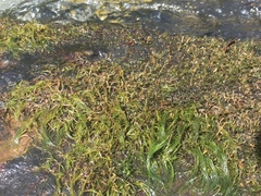 Podostemum ceratophyllum
