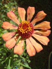 Zinnia violacea image