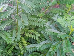 Phyllanthus acidus