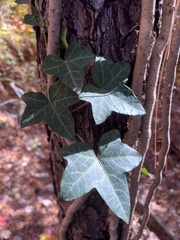 Hedera