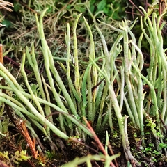 Cladonia scabriuscula
