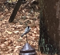 Poecile carolinensis
