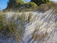 Thinopyrum distichum
