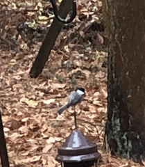 Poecile carolinensis