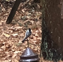 Poecile carolinensis