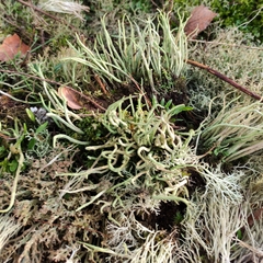 Cladonia scabriuscula