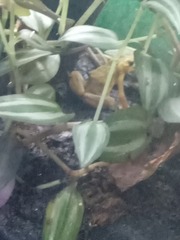 Atelopus zeteki