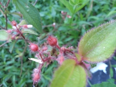 Miconia crenata