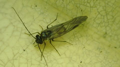 Elipsocidae