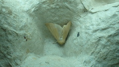 Mythimna pallens