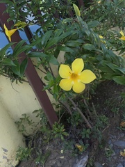 Allamanda cathartica