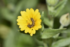 Cucullia calendulae