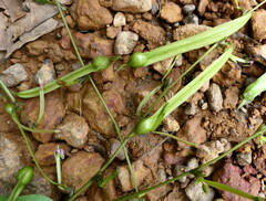 Afrobrunnichia erecta