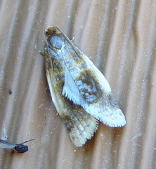 Clepsis melaleucanus