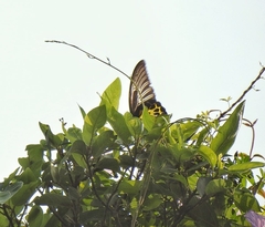 Troides minos