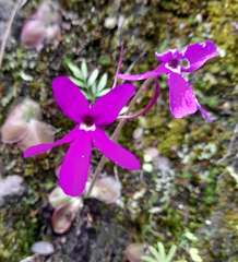 Pinguicula oblongiloba