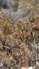 Lachnaea capitata