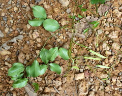 Afrobrunnichia erecta