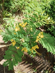 Caesalpinia pulcherrima flava