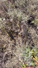 Lachnaea capitata