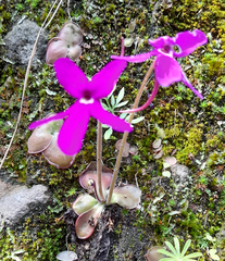 Pinguicula oblongiloba