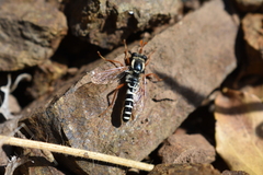 Mitrodetus dentitarsis