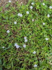 Richardia grandiflora