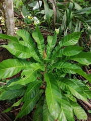 Anthocleista grandiflora