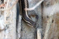 Trachylepis spilogaster